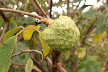Ilama-fruta-2